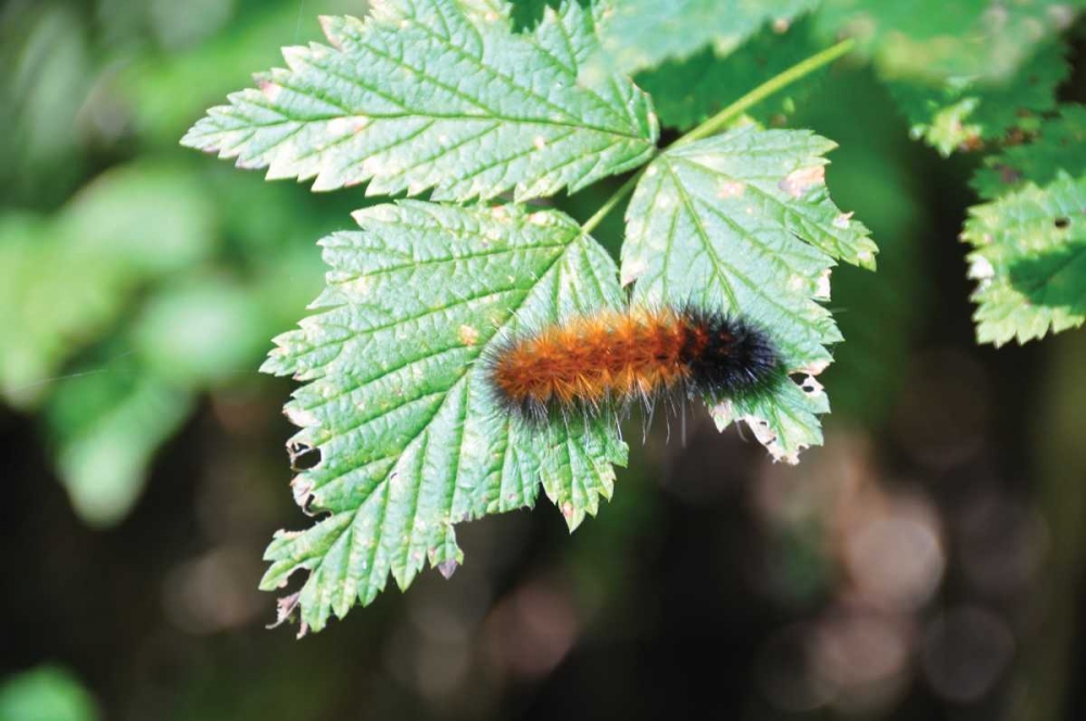 Caterpillar on Leaf II art print by Logan Thomas for $57.95 CAD