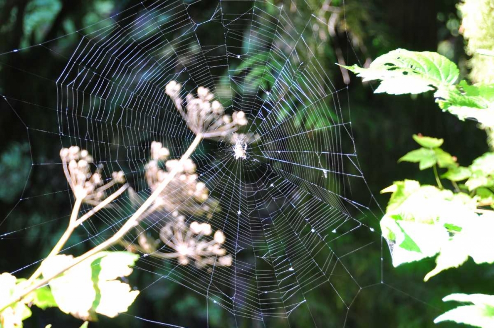 Spiderweb I art print by Logan Thomas for $57.95 CAD
