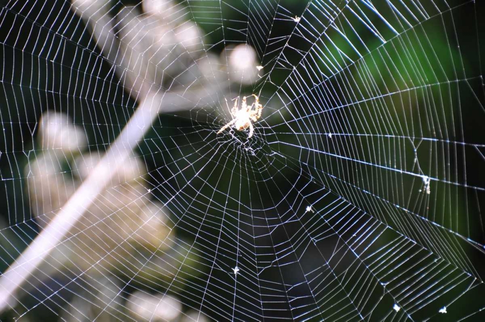 Spiderweb II art print by Logan Thomas for $57.95 CAD