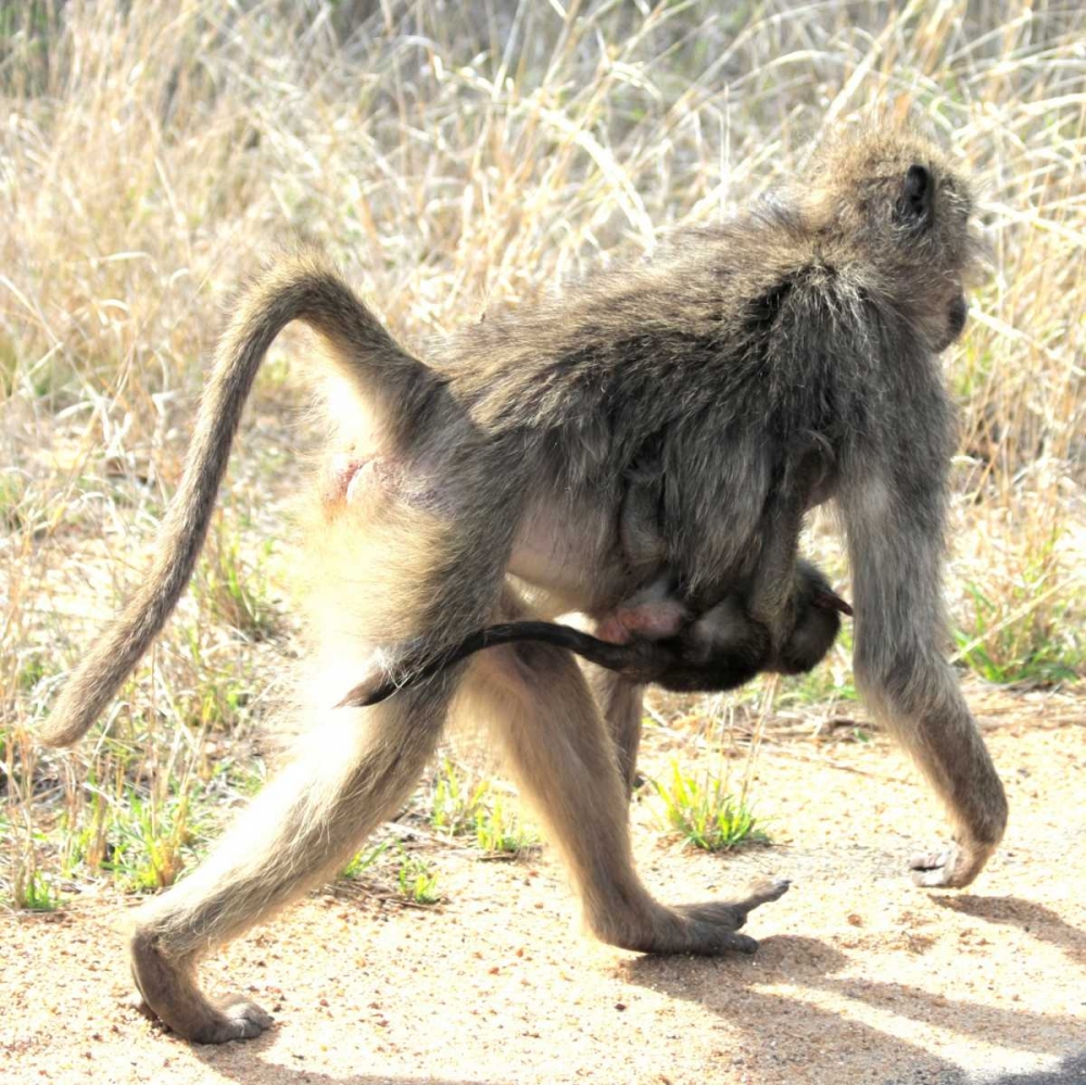 Safari Baboon and Baby II art print by Dana Underdahl for $57.95 CAD