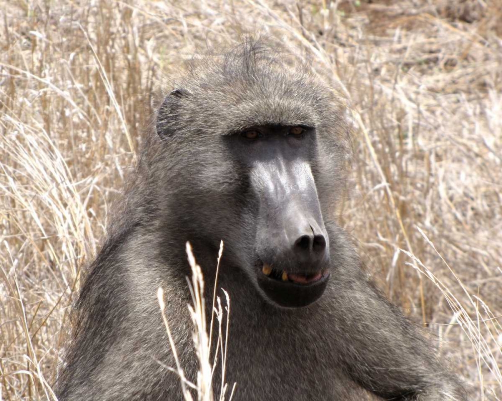 Baboon Portrait III art print by Dana Underdahl for $57.95 CAD