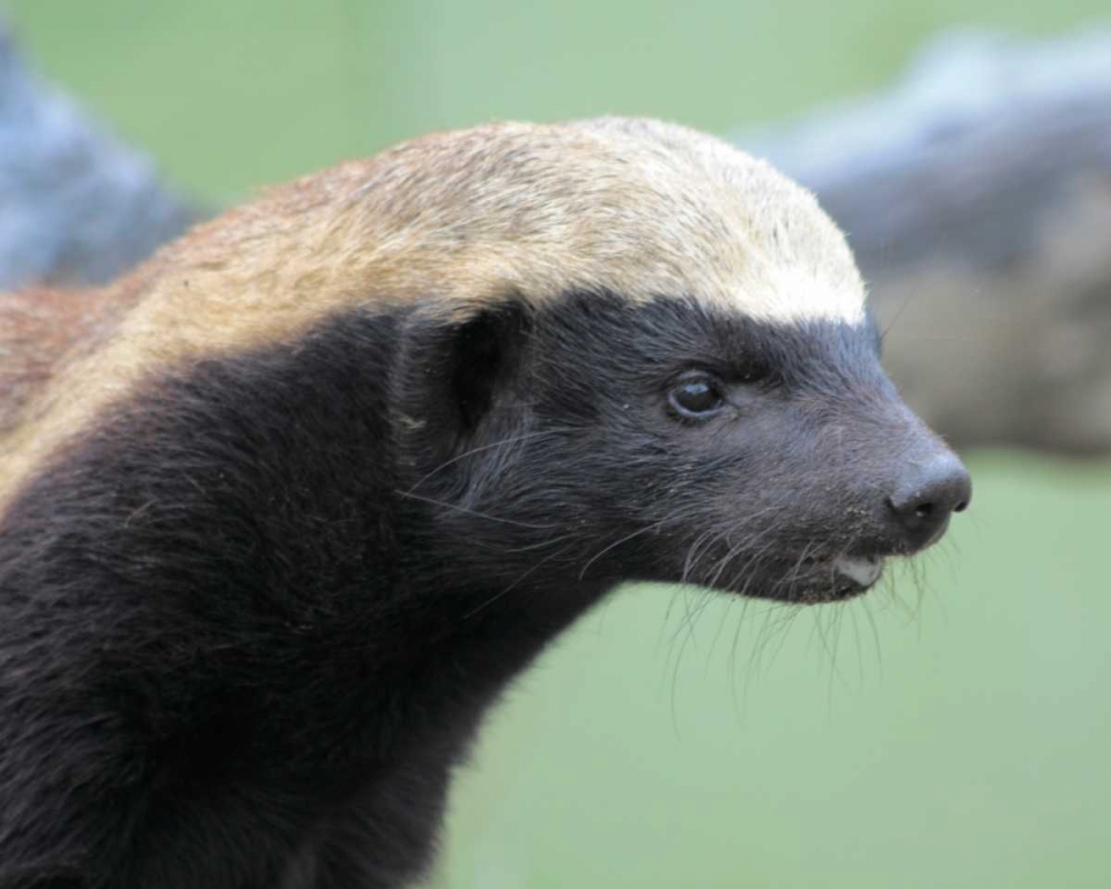 Badger I art print by Dana Underdahl for $57.95 CAD