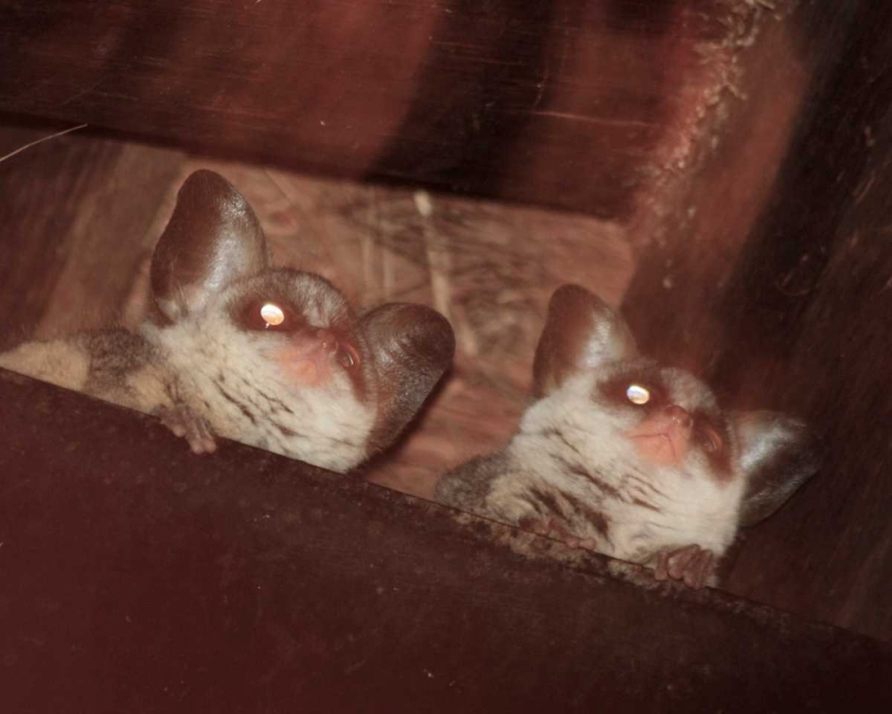 Bushbaby I art print by Dana Underdahl for $57.95 CAD