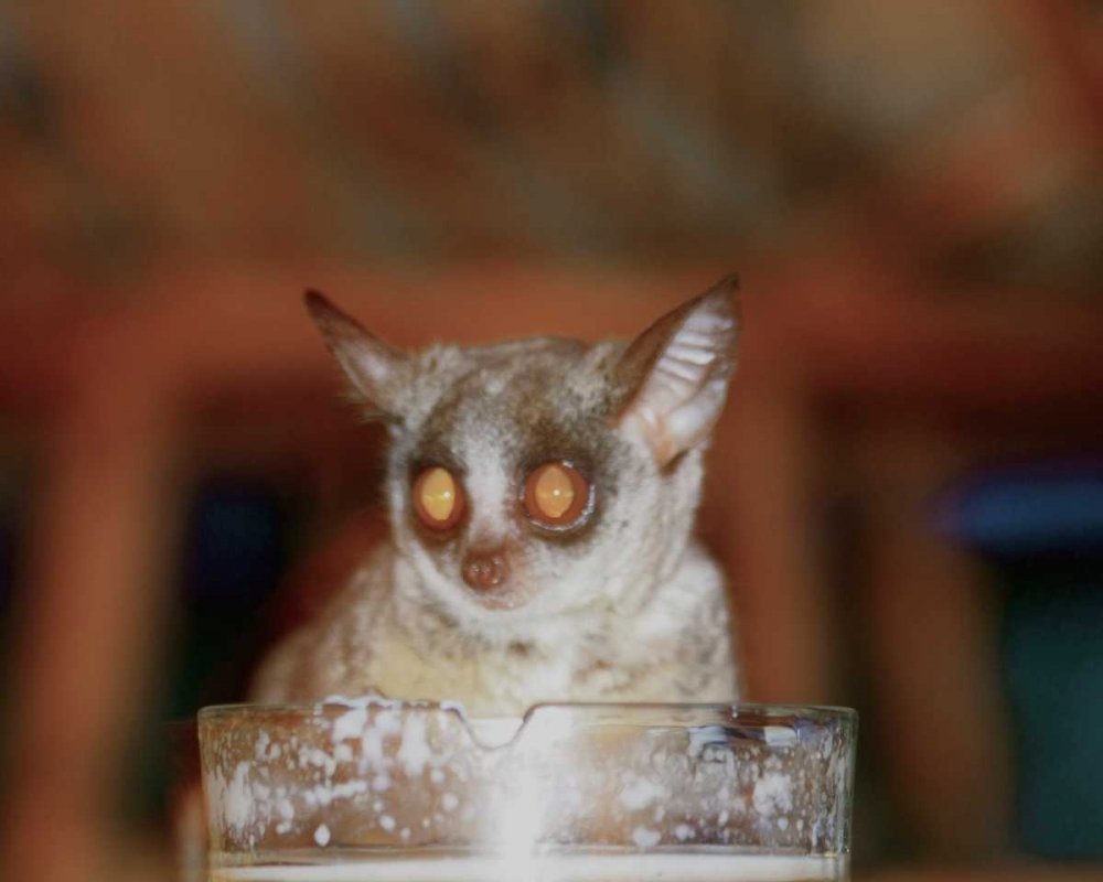 Bushbaby II art print by Dana Underdahl for $57.95 CAD