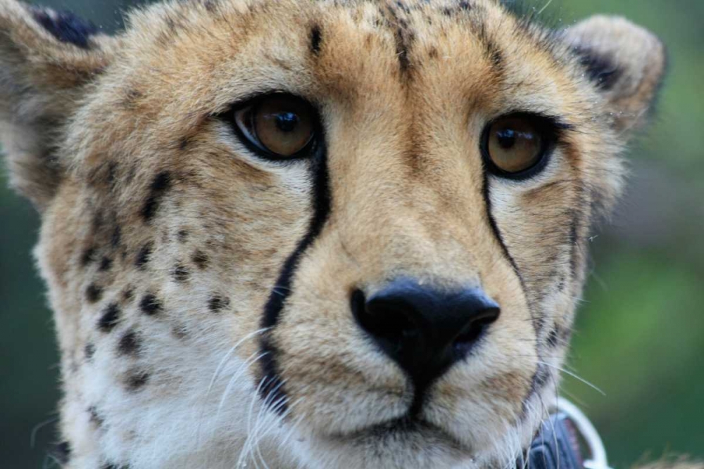 Cheetah I art print by Dana Underdahl for $57.95 CAD