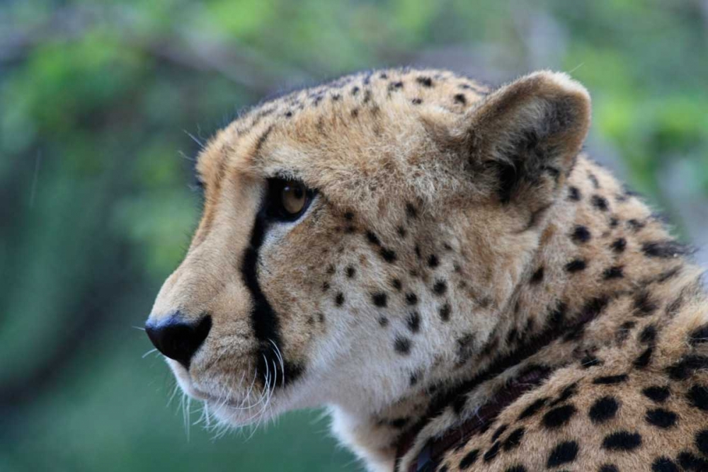 Cheetah II art print by Dana Underdahl for $57.95 CAD