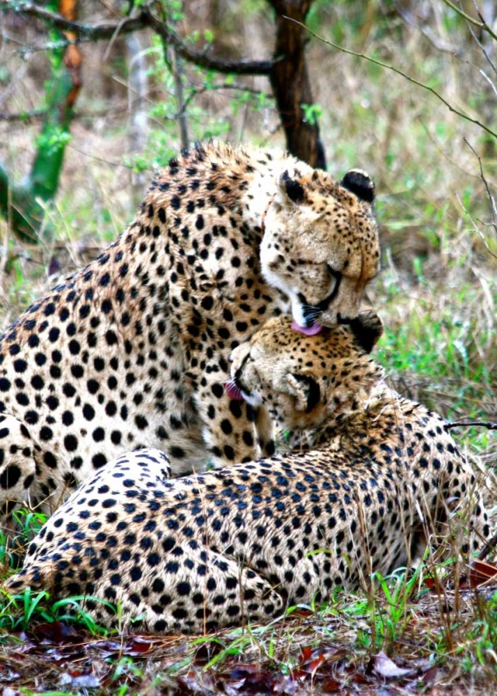 Cheetah III art print by Dana Underdahl for $57.95 CAD