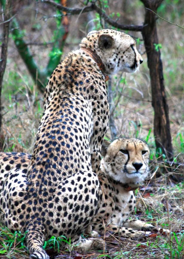 Cheetah IV art print by Dana Underdahl for $57.95 CAD