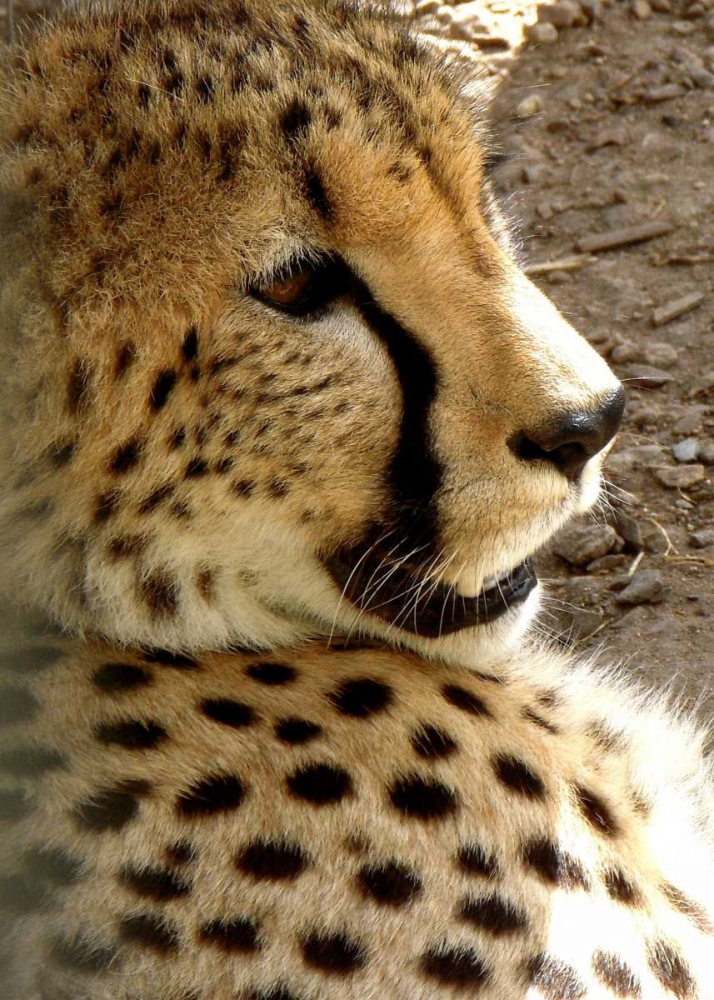 Cheetah Portrait I art print by Dana Underdahl for $57.95 CAD