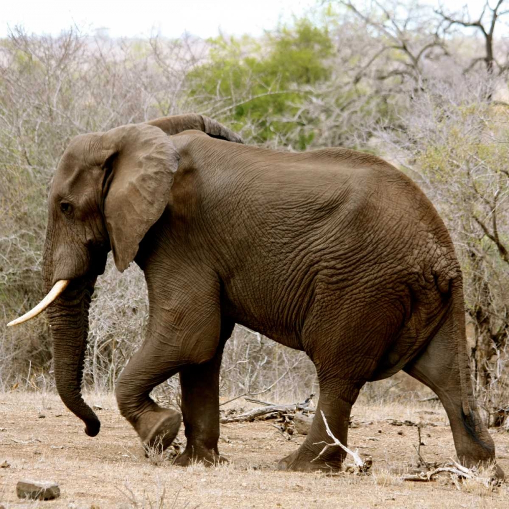 Elephant II art print by Dana Underdahl for $57.95 CAD