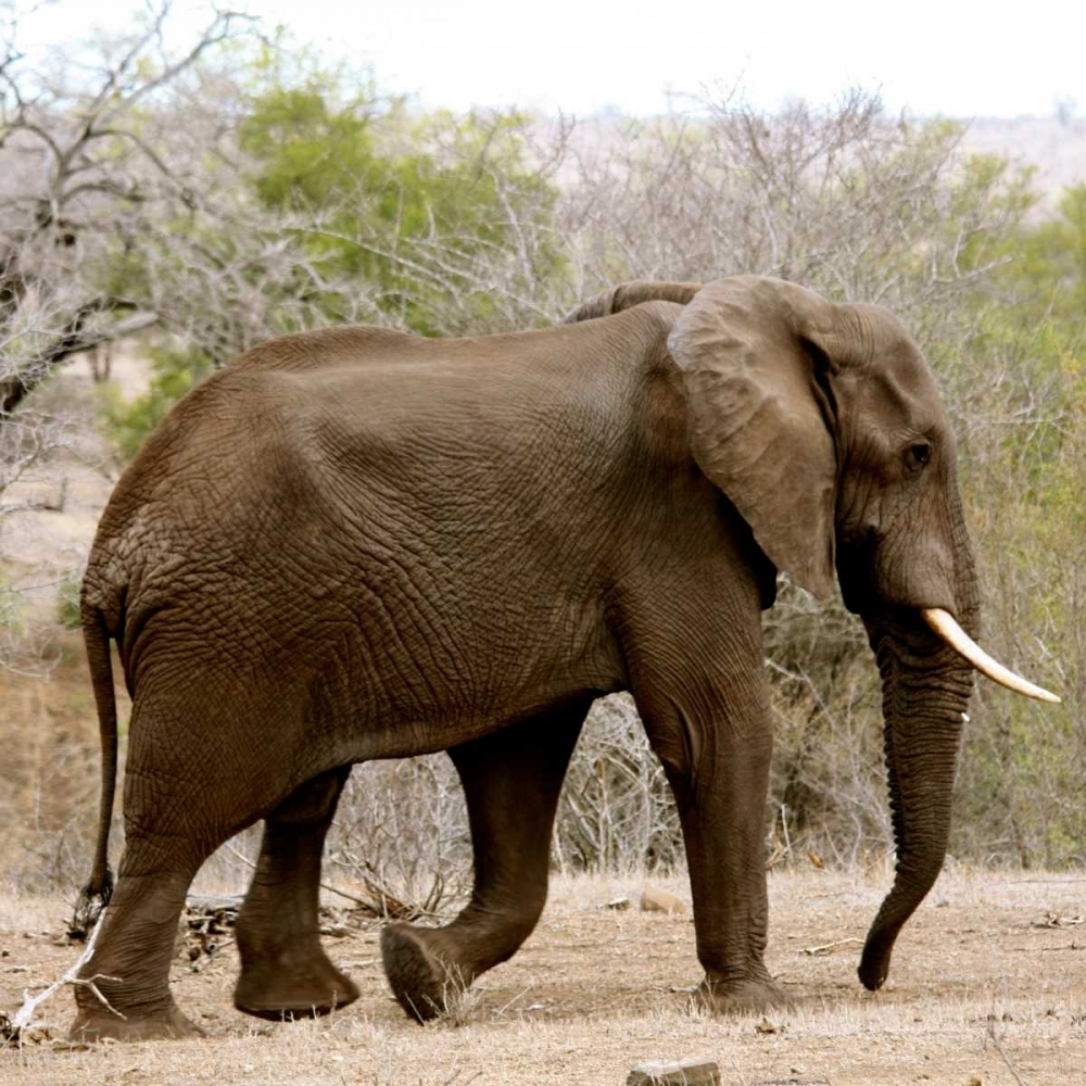Elephant III art print by Dana Underdahl for $57.95 CAD
