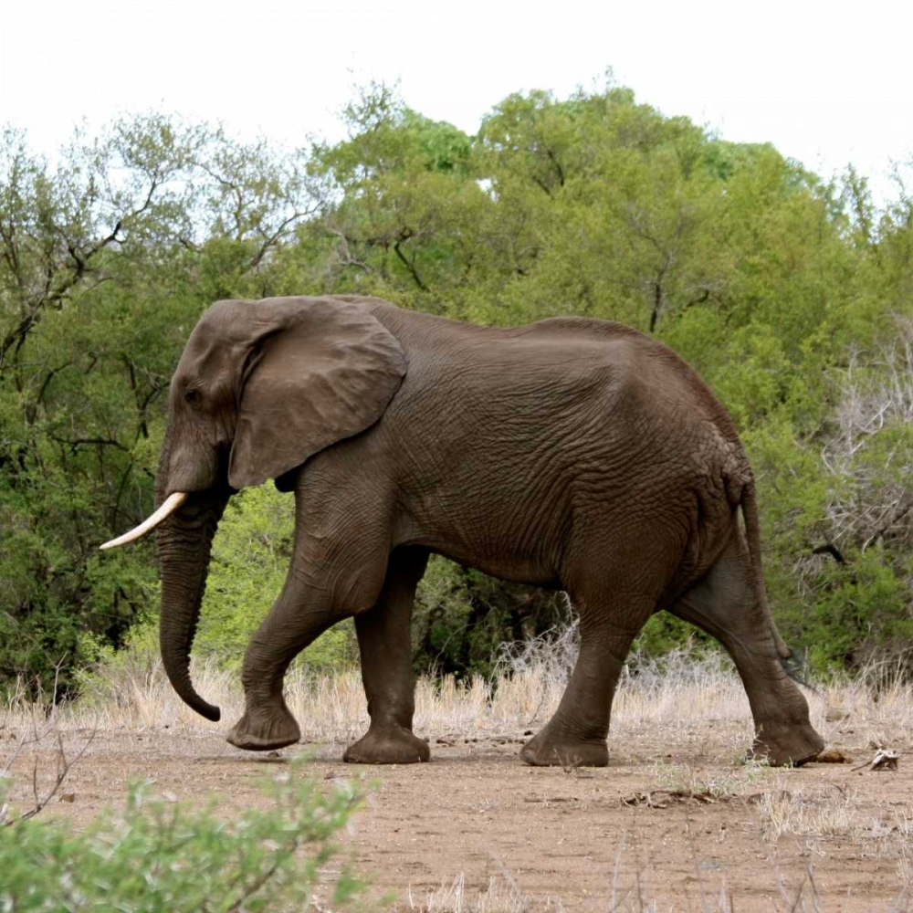 Safari Elephant I art print by Dana Underdahl for $57.95 CAD