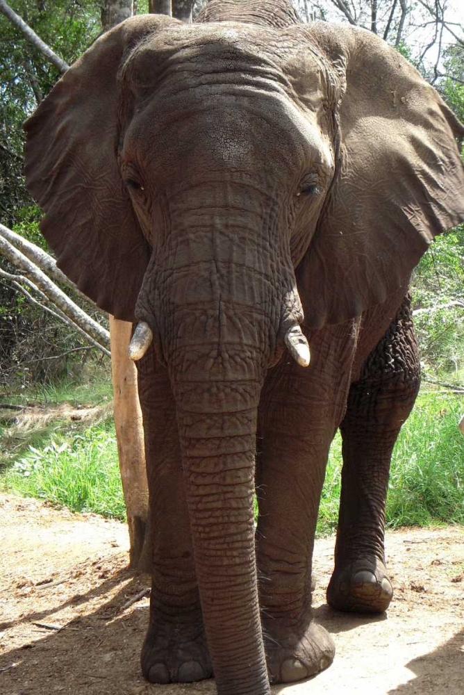 Safari Elephant II art print by Dana Underdahl for $57.95 CAD