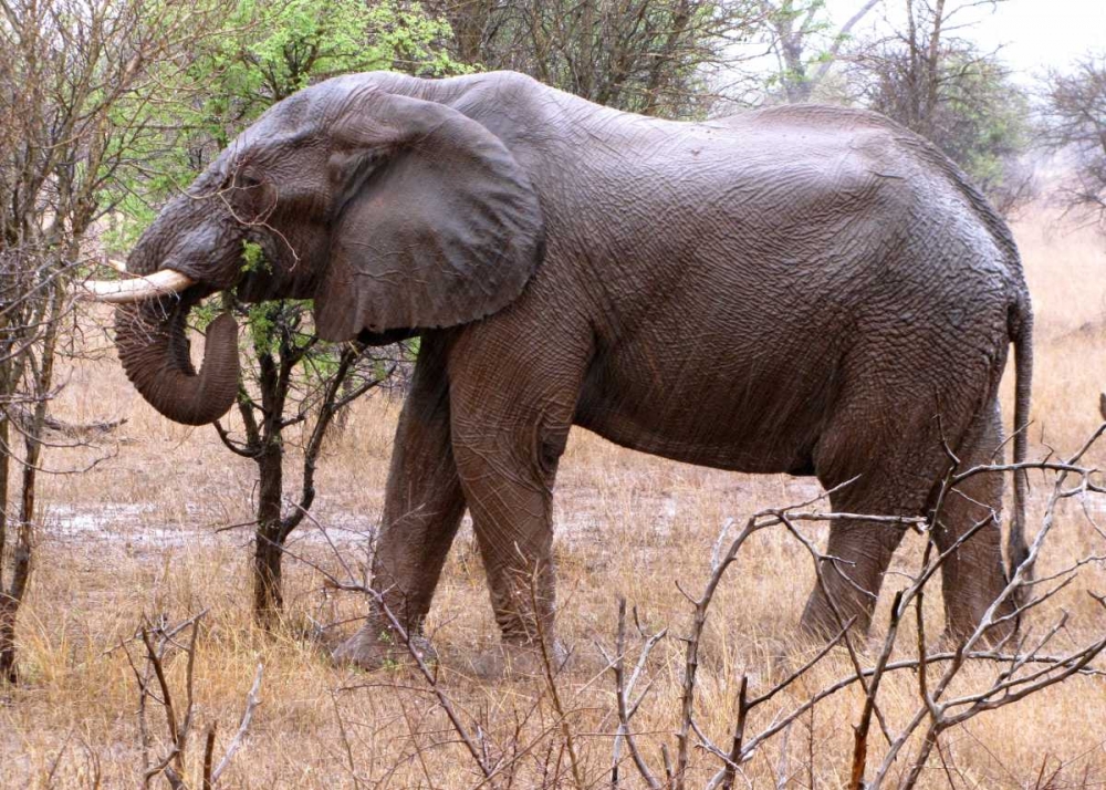 African Elephant I art print by Dana Underdahl for $57.95 CAD