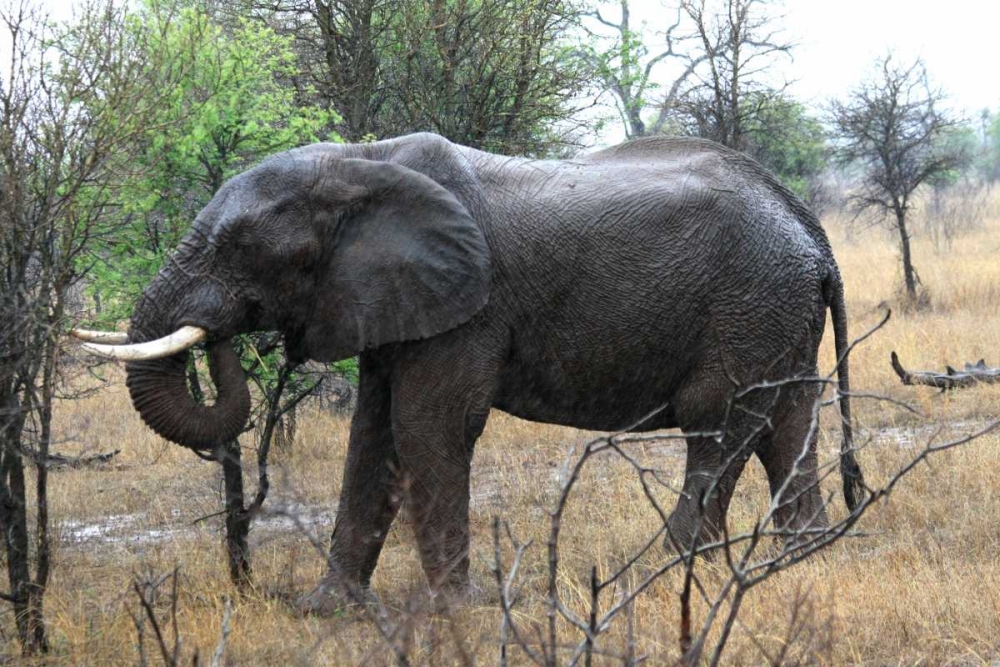 African Elephant II art print by Dana Underdahl for $57.95 CAD
