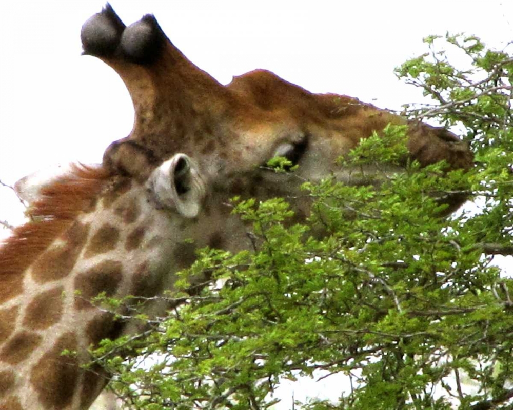 Giraffe I art print by Dana Underdahl for $57.95 CAD