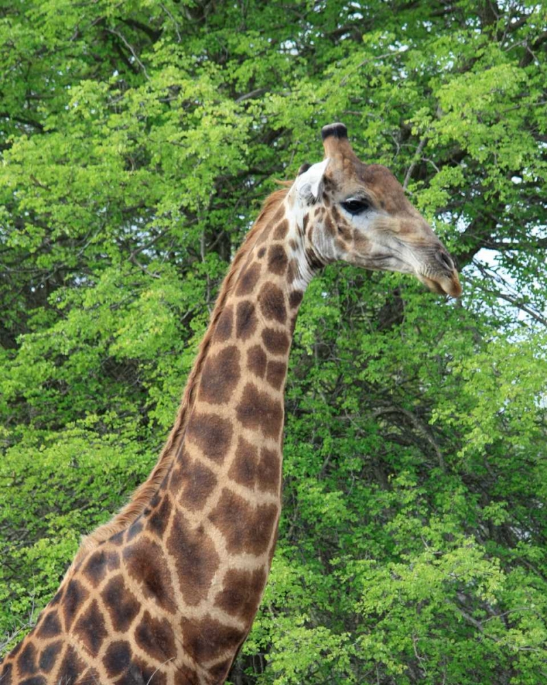Giraffe II art print by Dana Underdahl for $57.95 CAD
