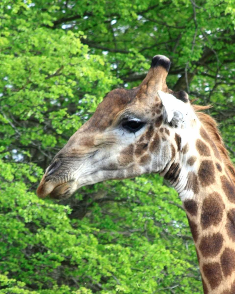 Giraffe III art print by Dana Underdahl for $57.95 CAD