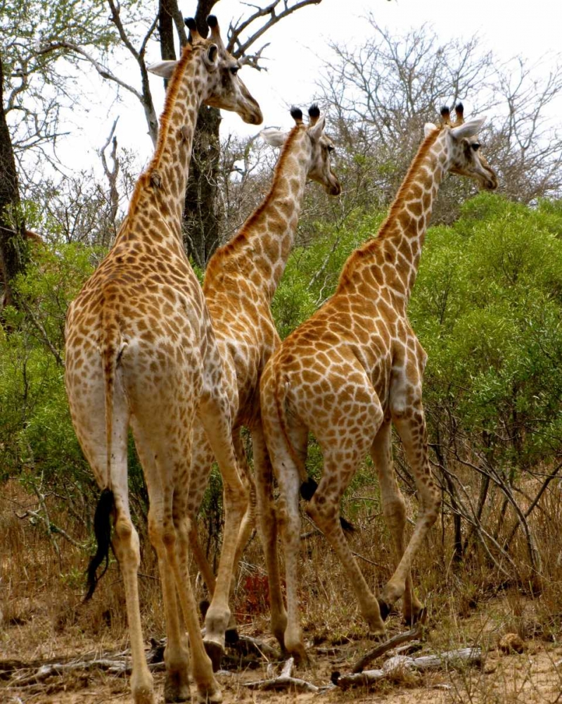 Giraffe Walk II art print by Dana Underdahl for $57.95 CAD