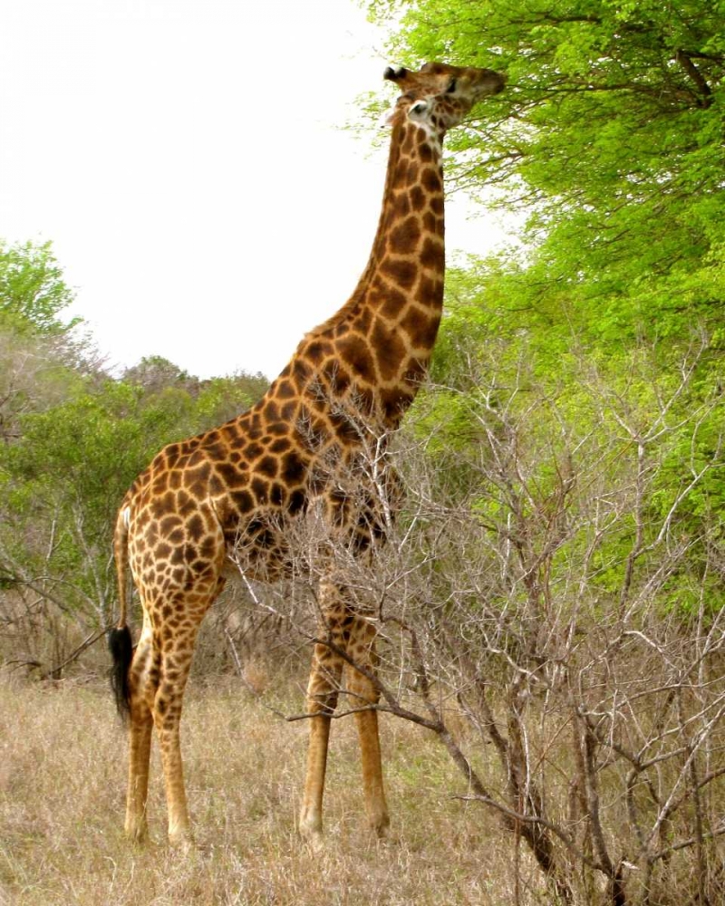 Giraffe Walk III art print by Dana Underdahl for $57.95 CAD