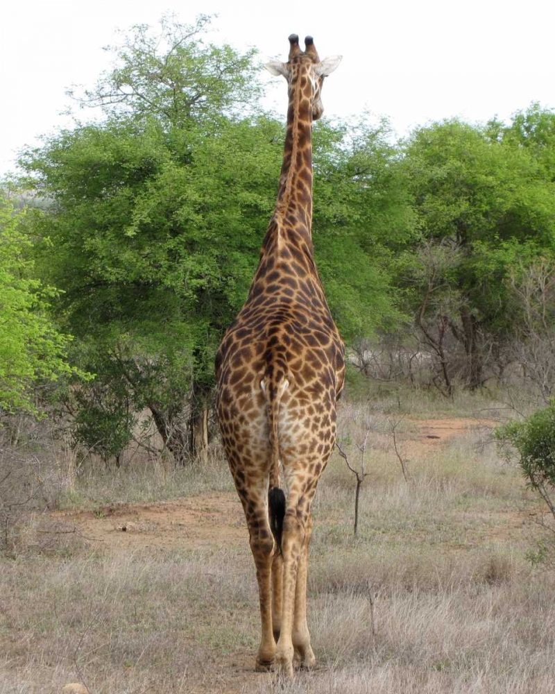 Giraffe Walk IV art print by Dana Underdahl for $57.95 CAD