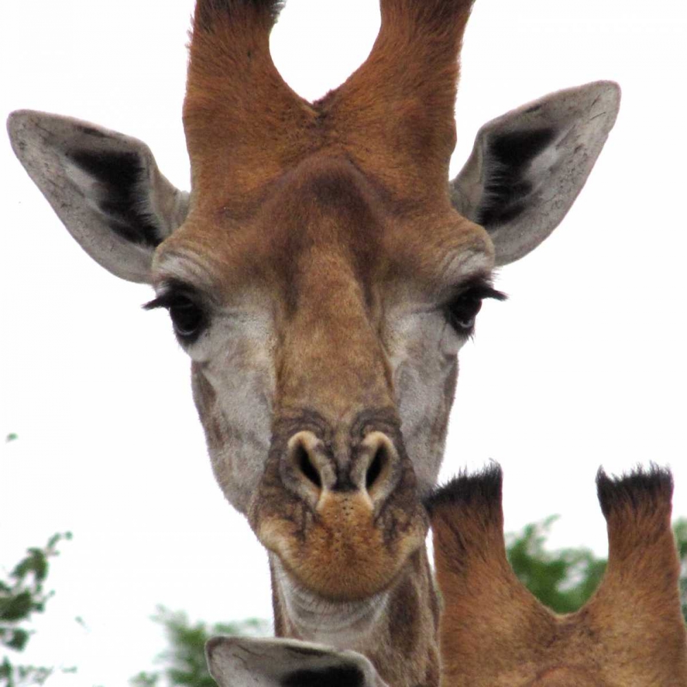 Giraffe Portrait I art print by Dana Underdahl for $57.95 CAD