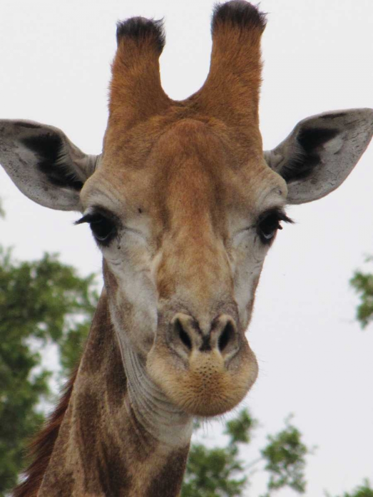 Giraffe Portrait III art print by Dana Underdahl for $57.95 CAD