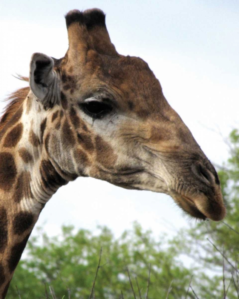 Giraffe Portrait IV art print by Dana Underdahl for $57.95 CAD