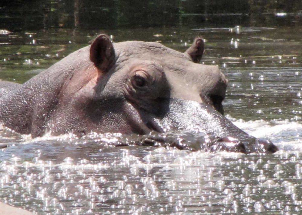 Hippo I art print by Dana Underdahl for $57.95 CAD