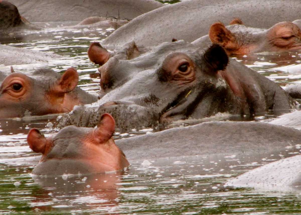 Hippo V art print by Dana Underdahl for $57.95 CAD