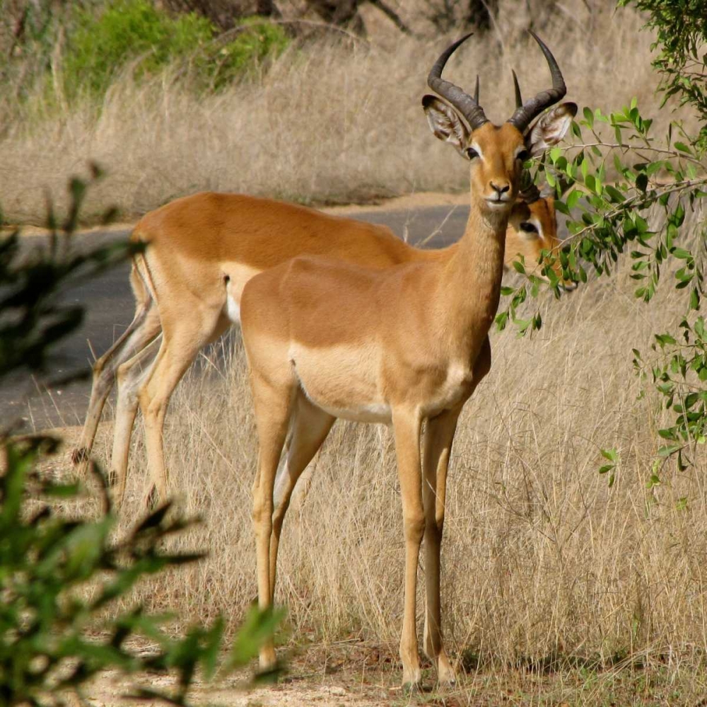 Impala III art print by Dana Underdahl for $57.95 CAD