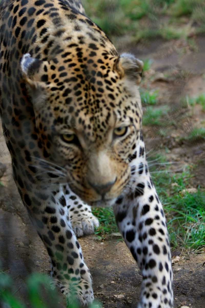 Leopard I art print by Dana Underdahl for $57.95 CAD
