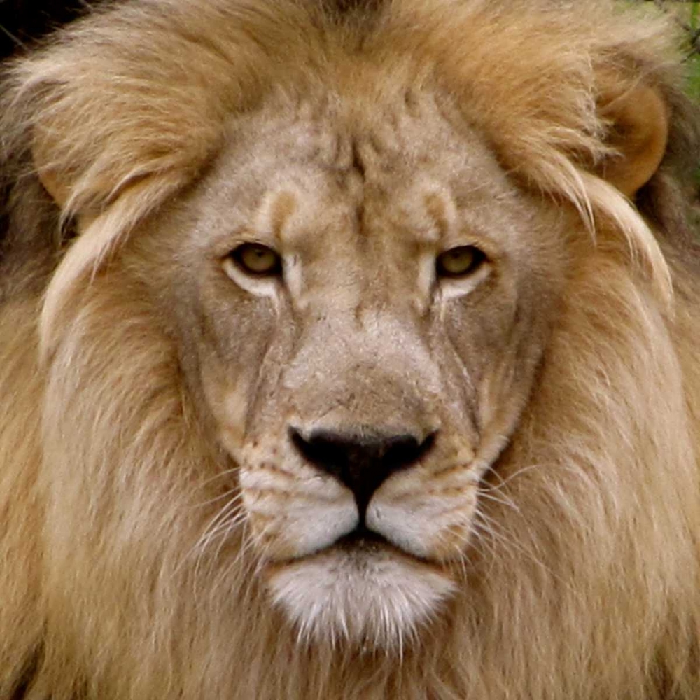 Male Lion art print by Dana Underdahl for $57.95 CAD