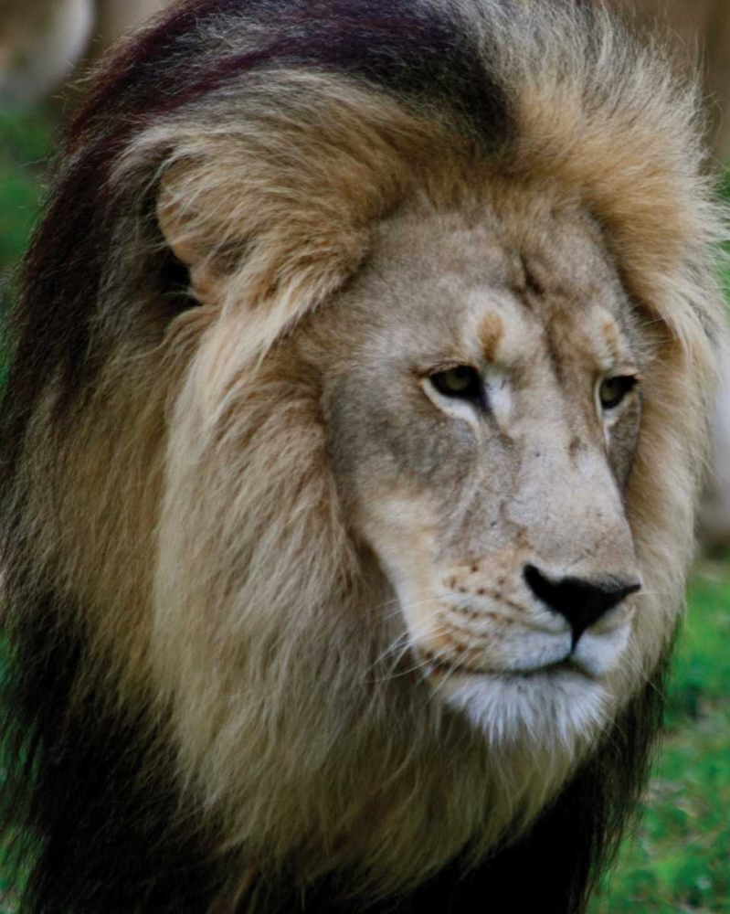 Lion III art print by Dana Underdahl for $57.95 CAD