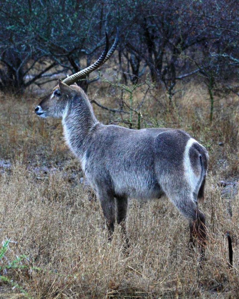 Waterbuck I art print by Dana Underdahl for $57.95 CAD