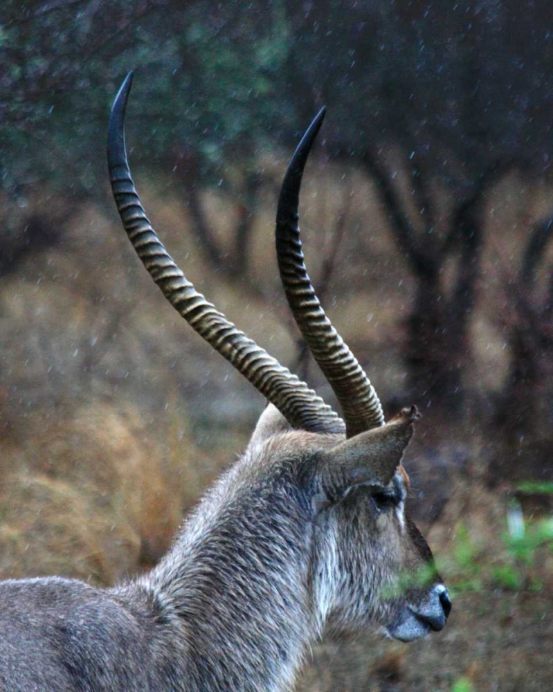 Waterbuck II art print by Dana Underdahl for $57.95 CAD