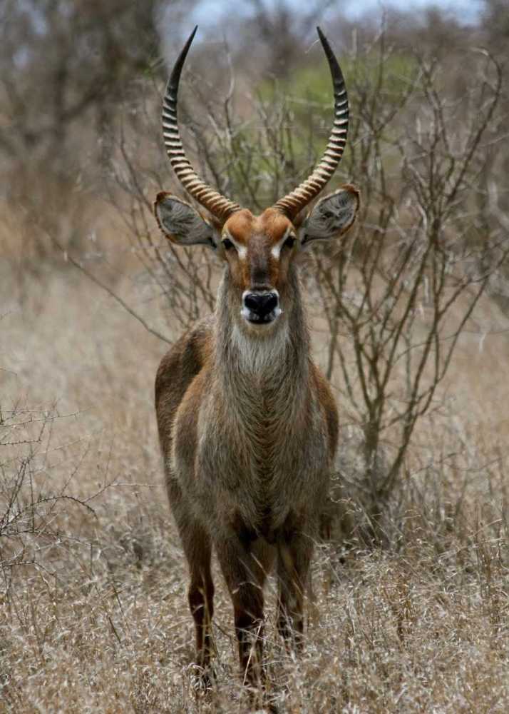Safari Waterbuck II art print by Dana Underdahl for $57.95 CAD