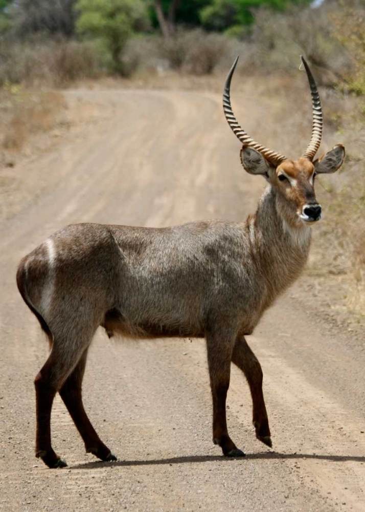 Safari Waterbuck III art print by Dana Underdahl for $57.95 CAD