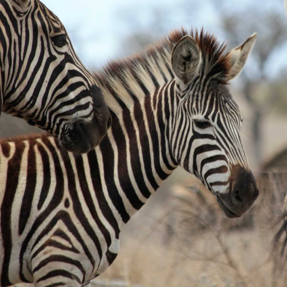 Zebra Baby I art print by Dana Underdahl for $57.95 CAD