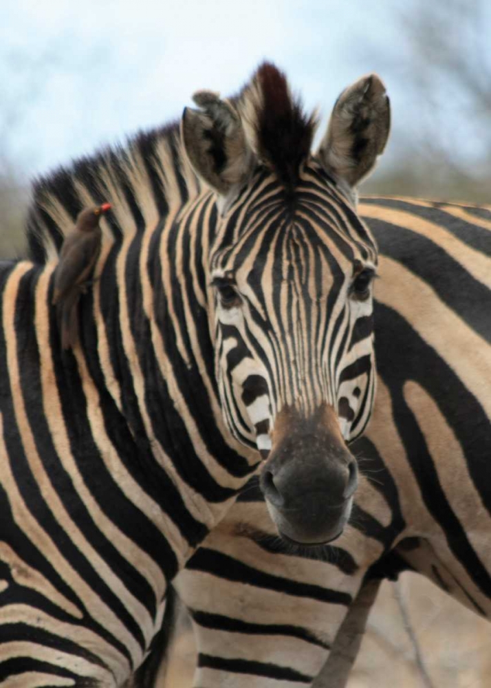 Sarari Zebra I art print by Dana Underdahl for $57.95 CAD
