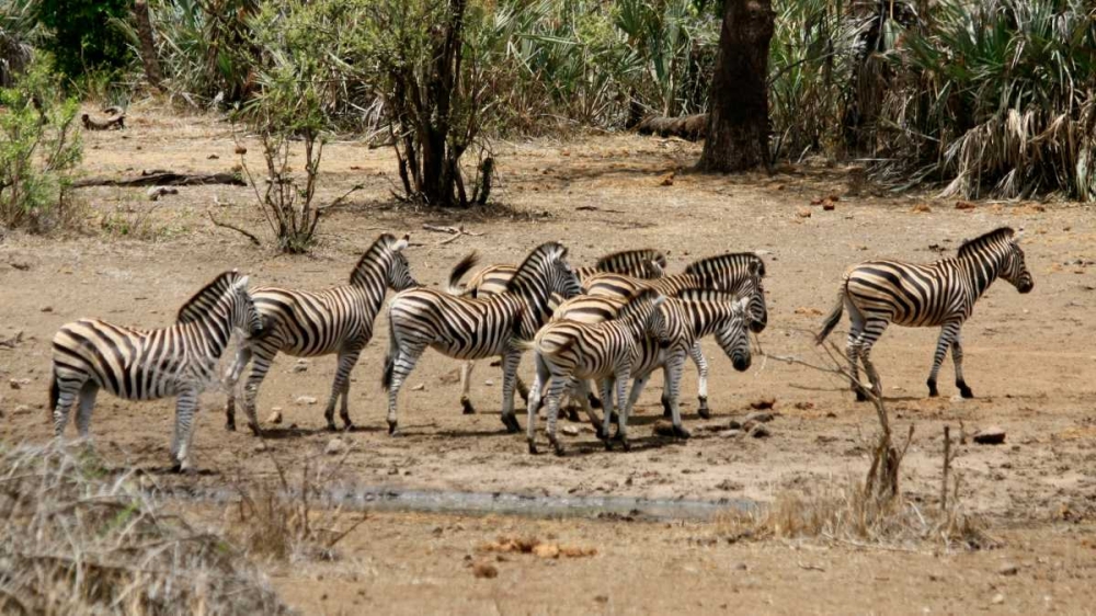 Safari Zebras Group I art print by Dana Underdahl for $57.95 CAD