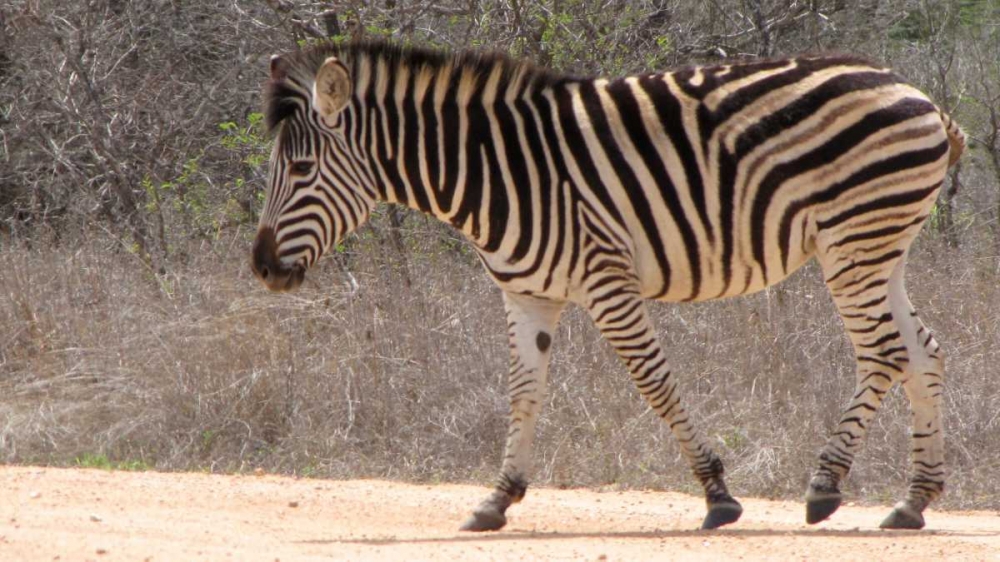 Safari Zebra II art print by Dana Underdahl for $57.95 CAD
