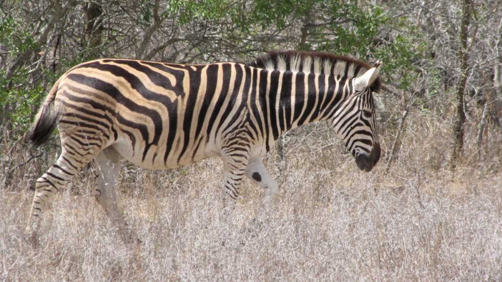 Safari Zebra III art print by Dana Underdahl for $57.95 CAD
