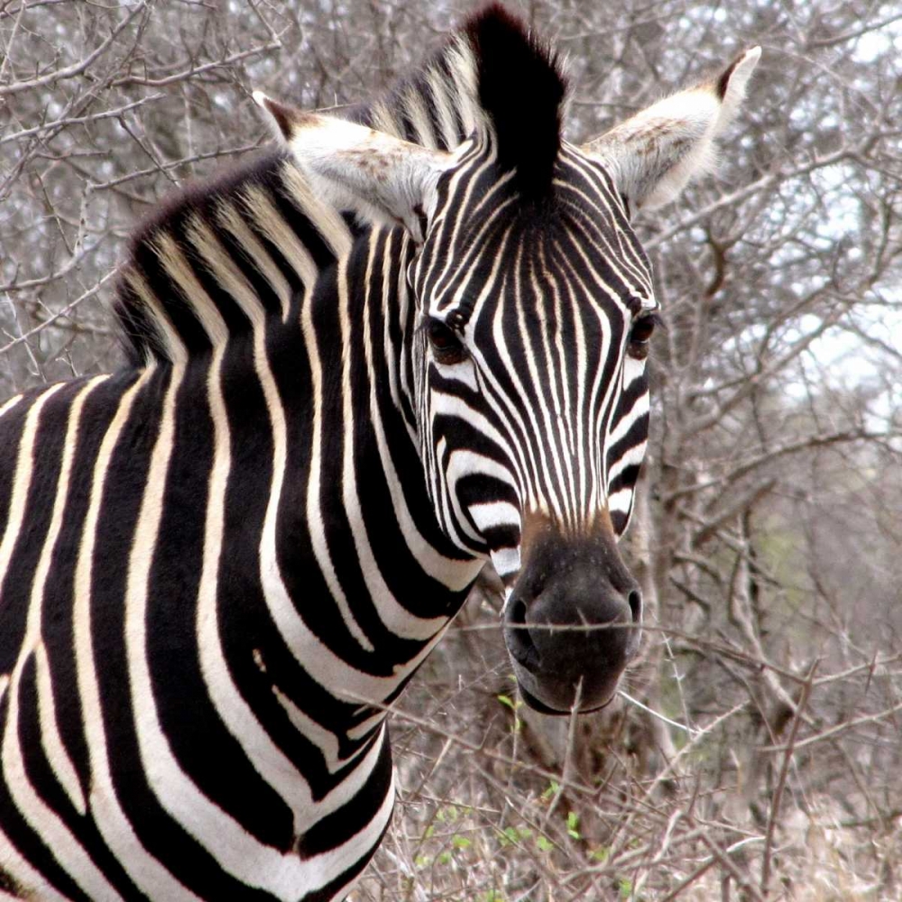 Safari Zebra IV art print by Dana Underdahl for $57.95 CAD
