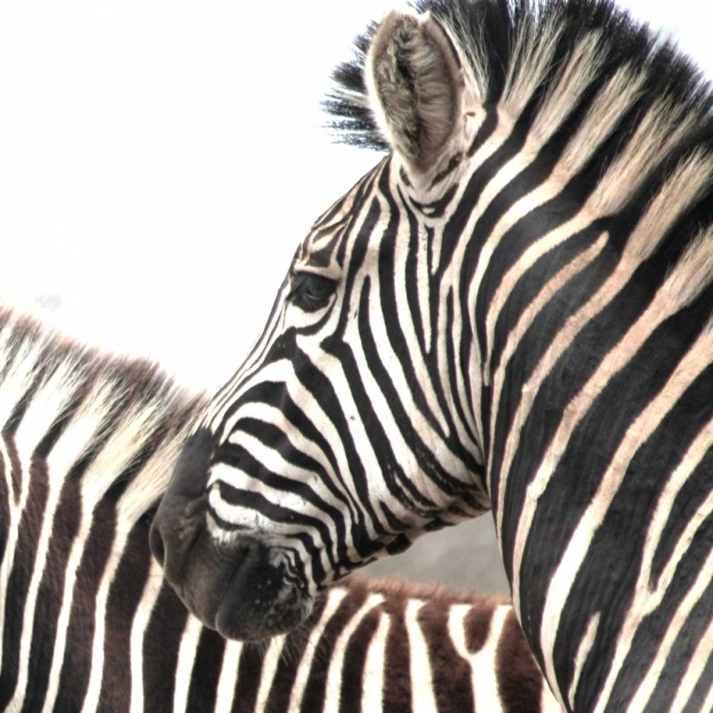 Sarari Zebra V art print by Dana Underdahl for $57.95 CAD