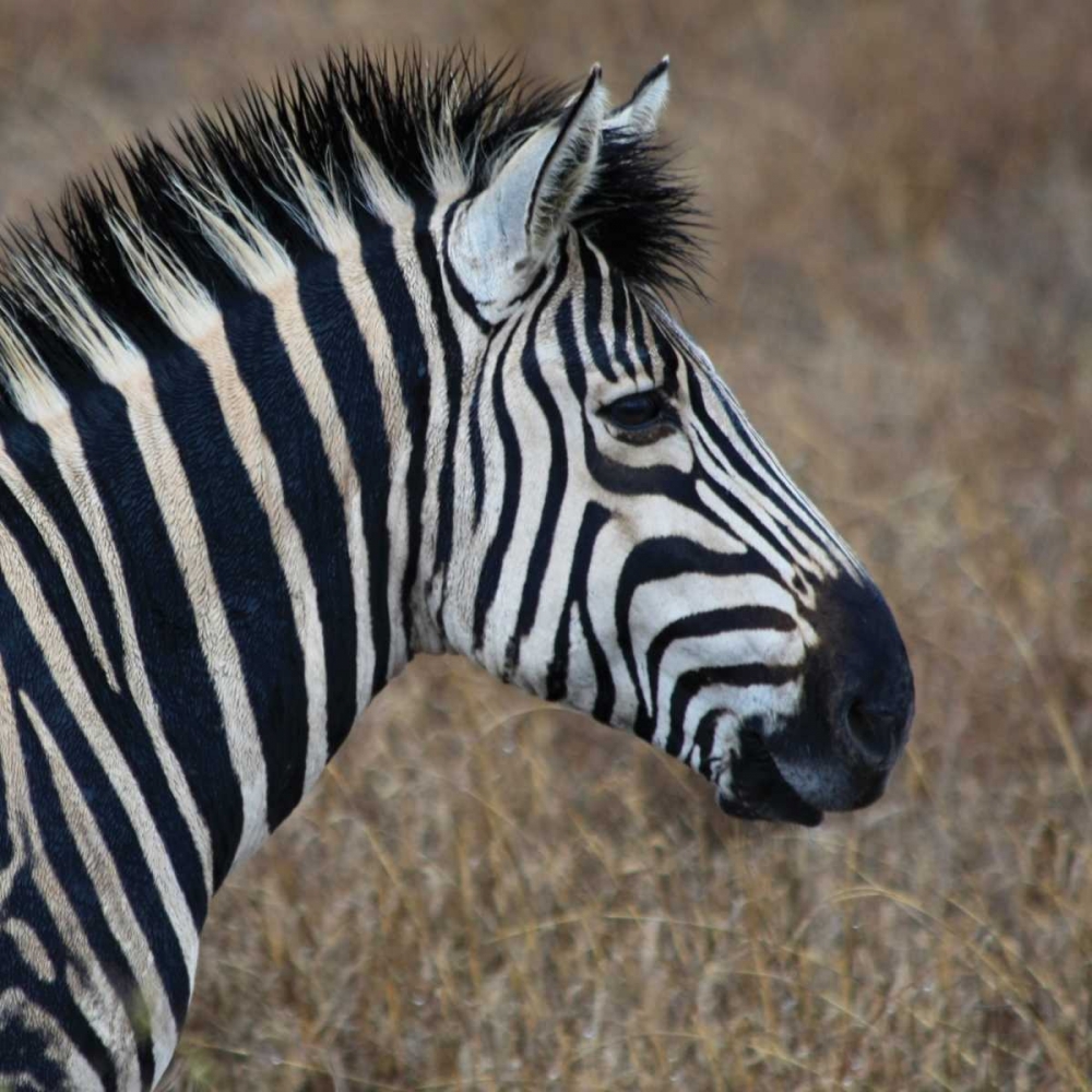 Sarari Zebra VII art print by Dana Underdahl for $57.95 CAD