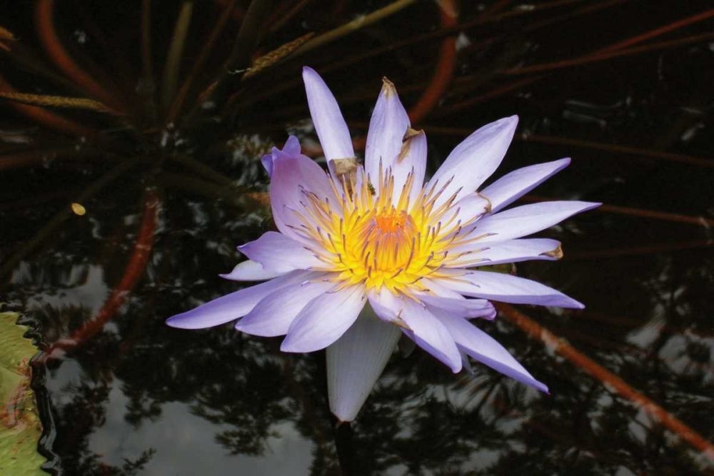 Violet Water Lily II art print by Dana Underdahl for $57.95 CAD