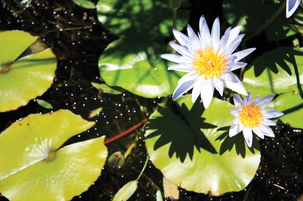 Blue Water Lily II art print by Dana Underdahl for $57.95 CAD