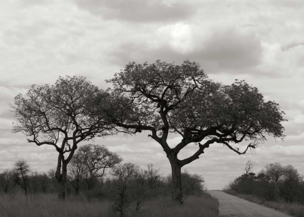 Tree II art print by Dana Underdahl for $57.95 CAD