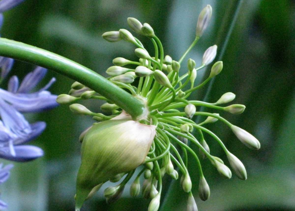 Flower Pod art print by Dana Underdahl for $57.95 CAD